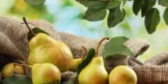 فوائد الكمثري على الصحة
