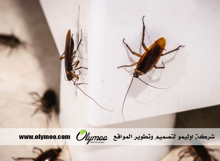 شركة مكافحة حشرات بجدة